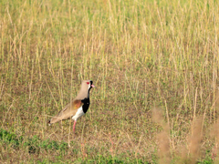 Vanellus chilensis