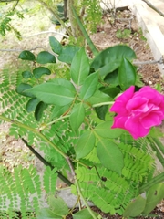 Rosa