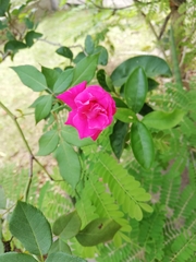 Rosa