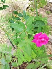 Rosa