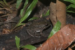Leptodactylus petersii