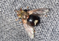 Epalpus