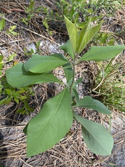 Baptisia cinerea