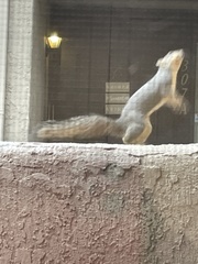 Sciurus niger