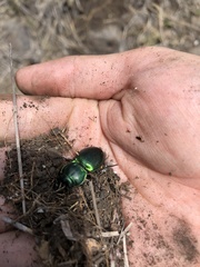 Pasimachus mexicanus