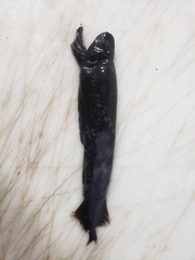 Pachystomias microdon