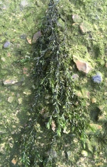 Cinclidotus fontinaloides