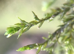 Cinclidotus fontinaloides