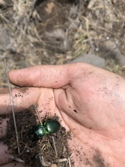 Pasimachus mexicanus