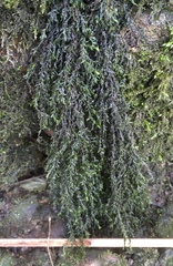 Cinclidotus fontinaloides