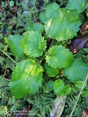 Jovellana sinclairii