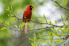 Cardinalis cardinalis