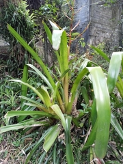 Aechmea blanchetiana