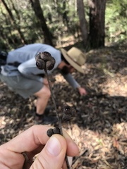 Eucalyptus tindaliae
