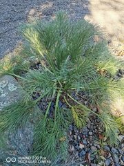Aciphylla dieffenbachii