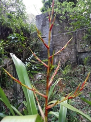 Aechmea blanchetiana