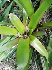 Aechmea blanchetiana