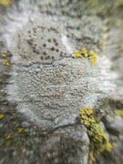 Lecanora hybocarpa image