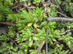 Sedum sarmentosum