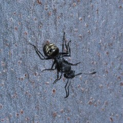 Polyrhachis aurea