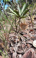 Anemopaegma