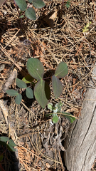 Lathyrus ochroleucus