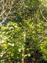 Dysoxylum spectabile