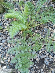 Anisotome lyallii