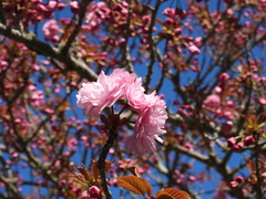 Prunus