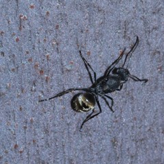 Polyrhachis aurea
