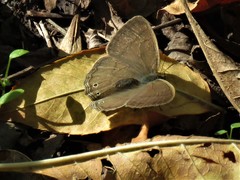 Paryphthimoides poltys