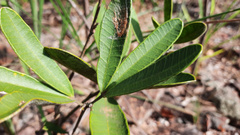 Anemopaegma