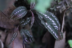 Hypoestes phyllostachya