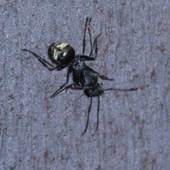 Polyrhachis aurea