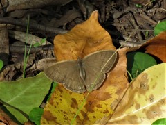 Paryphthimoides poltys