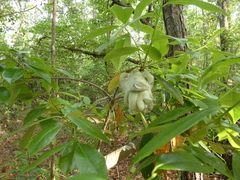 Exobasidium symploci