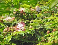 Calliandra pittieri
