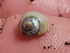 Calliostoma ligatum
