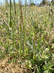 Erodium botrys