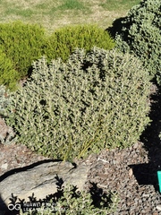 Brachyglottis monroi