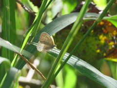 Paryphthimoides poltys