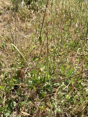 Erodium botrys