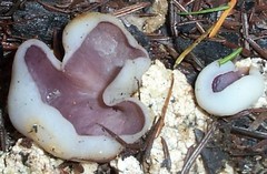 Sarcosphaera coronaria