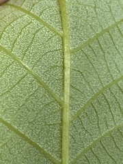 Carya pallida