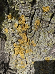 Lecanoromycetes
