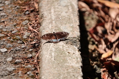 Tanaecia whiteheadi