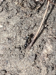Camponotus pennsylvanicus