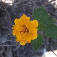 Lantana × hybrida