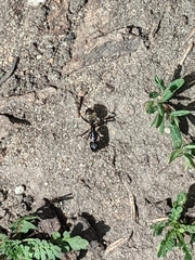 Camponotus pennsylvanicus