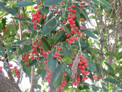 Citharexylum montevidense